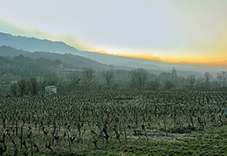 vigne de Clairette de Die, en arrière plan les rocher de saoû